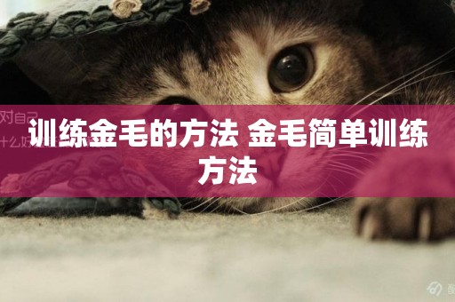 訓練金毛的方法 金毛簡單訓練方法