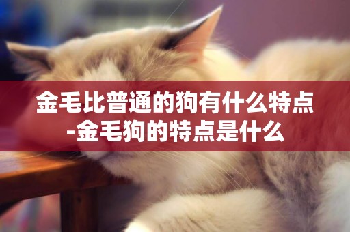 金毛比普通的狗有什么特點-金毛狗的特點是什么