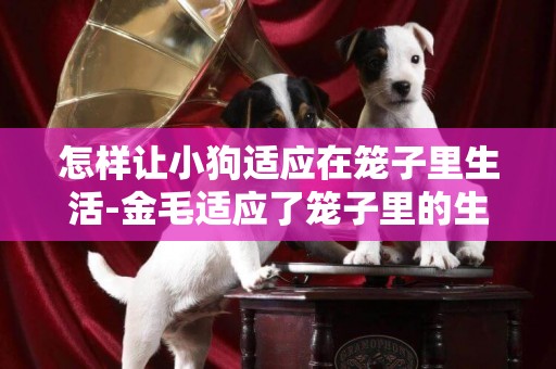 怎樣讓小狗適應在籠子里生活-金毛適應了籠子里的生活