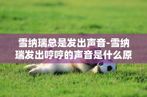 雪納瑞總是發出聲音-雪納瑞發出哼哼的聲音是什么原因