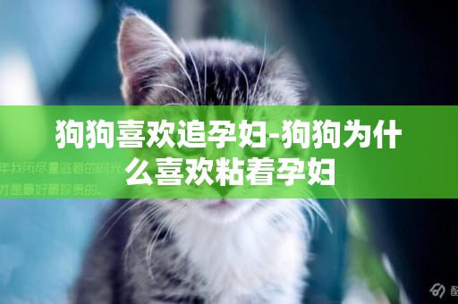 狗狗喜歡追孕婦-狗狗為什么喜歡粘著孕婦