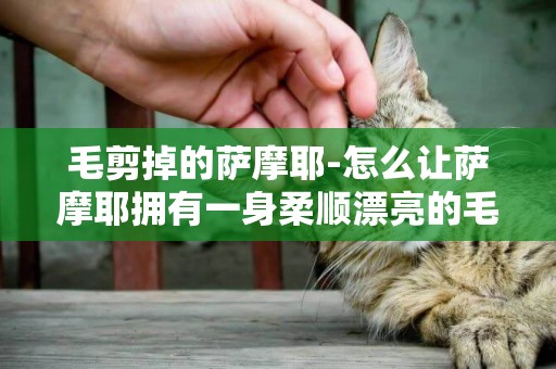 毛剪掉的薩摩耶-怎么讓薩摩耶擁有一身柔順漂亮的毛發呢