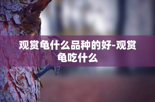 觀賞龜什么品種的好-觀賞龜吃什么
