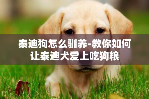 泰迪狗怎么馴養-教你如何讓泰迪犬愛上吃狗糧