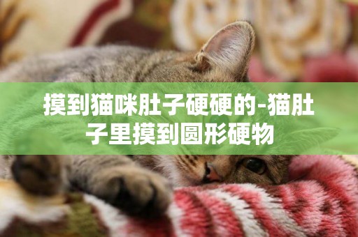 摸到貓咪肚子硬硬的-貓肚子里摸到圓形硬物