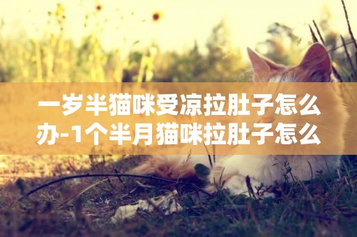 一歲半貓咪受涼拉肚子怎么辦-1個半月貓咪拉肚子怎么辦