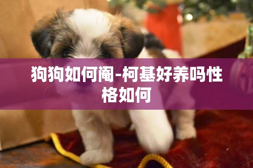 狗狗如何閹-柯基好養嗎性格如何