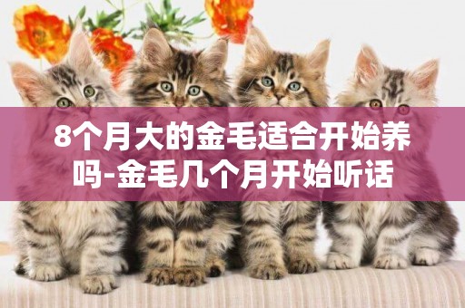 8個月大的金毛適合開始養嗎-金毛幾個月開始聽話