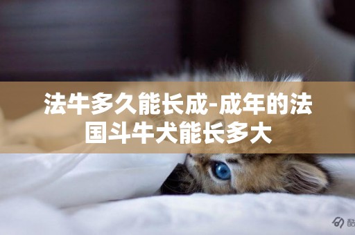 法牛多久能長成-成年的法國斗牛犬能長多大
