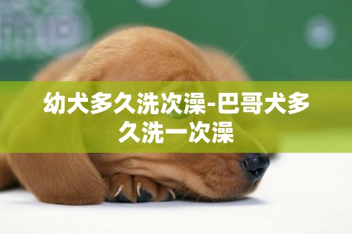幼犬多久洗次澡-巴哥犬多久洗一次澡