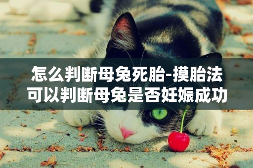 怎么判斷母兔死胎-摸胎法可以判斷母兔是否妊娠成功