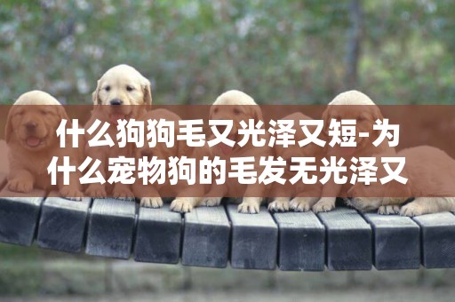 什么狗狗毛又光澤又短-為什么寵物狗的毛發無光澤又粗糙打結