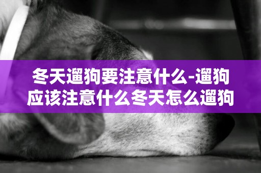 冬天遛狗要注意什么-遛狗應該注意什么冬天怎么遛狗