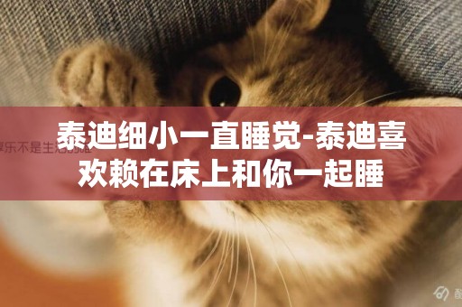 泰迪細小一直睡覺-泰迪喜歡賴在床上和你一起睡
