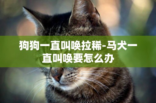 狗狗一直叫喚拉稀-馬犬一直叫喚要怎么辦