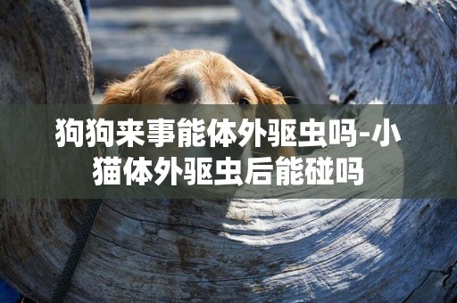 狗狗來事能體外驅蟲嗎-小貓體外驅蟲后能碰嗎