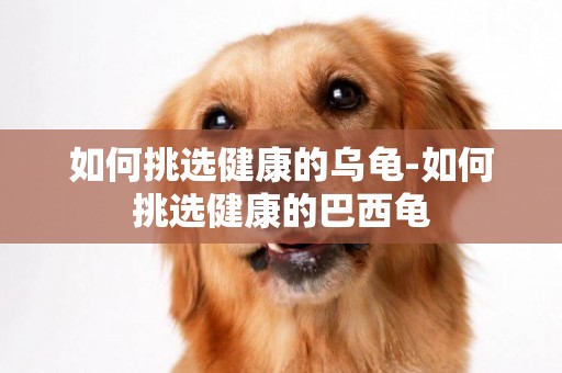 如何挑選健康的烏龜-如何挑選健康的巴西龜