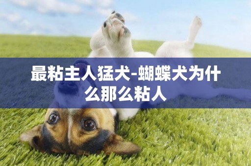 最粘主人猛犬-蝴蝶犬為什么那么粘人