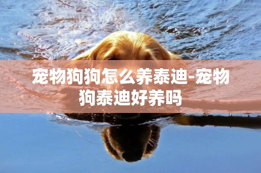 寵物狗狗怎么養泰迪-寵物狗泰迪好養嗎