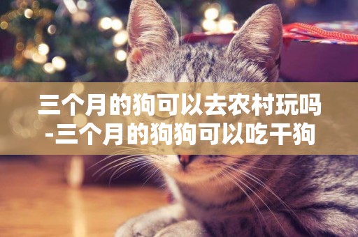 三個月的狗可以去農村玩嗎-三個月的狗狗可以吃干狗糧嗎