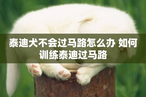 泰迪犬不會過馬路怎么辦 如何訓練泰迪過馬路