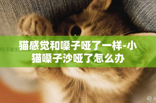 貓感覺和嗓子啞了一樣-小貓嗓子沙啞了怎么辦