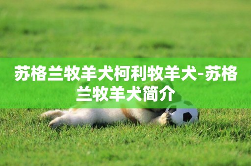 蘇格蘭牧羊犬柯利牧羊犬-蘇格蘭牧羊犬簡介