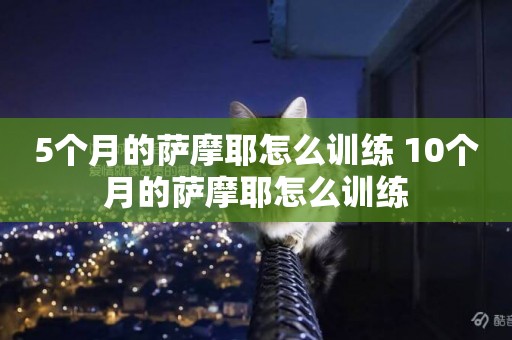 5個月的薩摩耶怎么訓練 10個月的薩摩耶怎么訓練