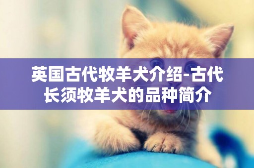 英國古代牧羊犬介紹-古代長須牧羊犬的品種簡介