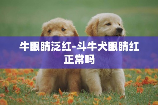 牛眼睛泛紅-斗牛犬眼睛紅正常嗎