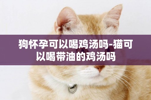 狗懷孕可以喝雞湯嗎-貓可以喝帶油的雞湯嗎