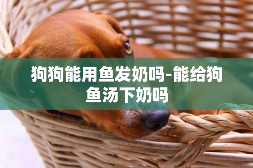 狗狗能用魚發奶嗎-能給狗魚湯下奶嗎