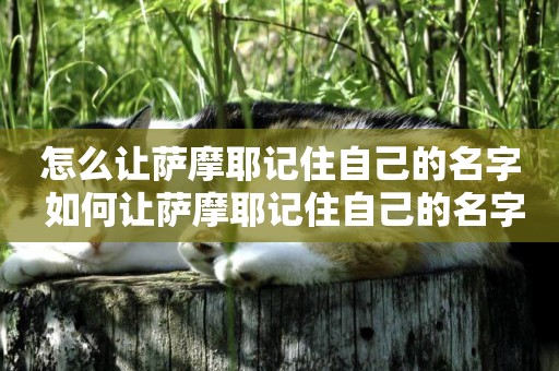 怎么讓薩摩耶記住自己的名字 如何讓薩摩耶記住自己的名字