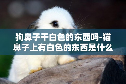 狗鼻子干白色的東西嗎-貓鼻子上有白色的東西是什么東西