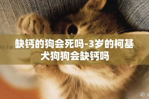 缺鈣的狗會死嗎-3歲的柯基犬狗狗會缺鈣嗎