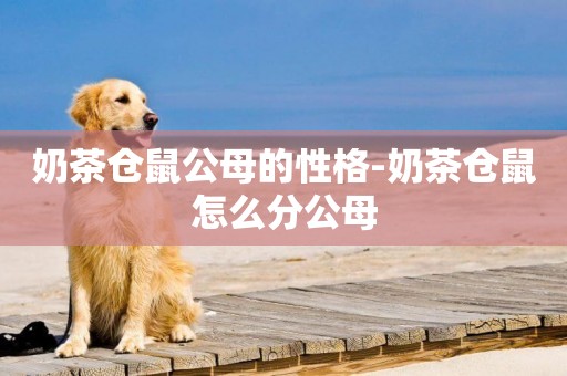 奶茶倉鼠公母的性格-奶茶倉鼠怎么分公母