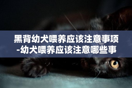 黑背幼犬喂養應該注意事項-幼犬喂養應該注意哪些事項