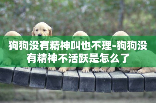 狗狗沒有精神叫也不理-狗狗沒有精神不活躍是怎么了