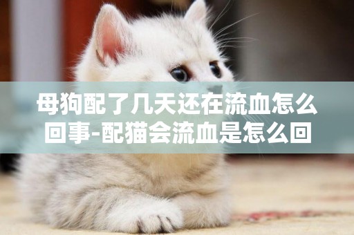 母狗配了幾天還在流血怎么回事-配貓會流血是怎么回事