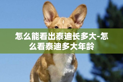 怎么能看出泰迪長多大-怎么看泰迪多大年齡