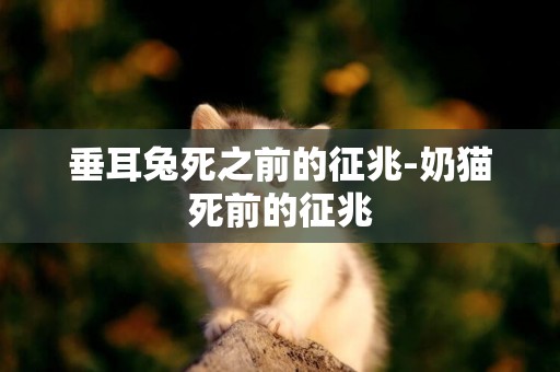 垂耳兔死之前的征兆-奶貓死前的征兆