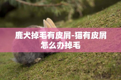 鹿犬掉毛有皮屑-貓有皮屑怎么辦掉毛