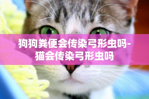 狗狗糞便會傳染弓形蟲嗎-貓會傳染弓形蟲嗎