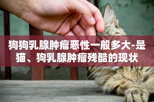 狗狗乳腺腫瘤惡性一般多大-是貓、狗乳腺腫瘤殘酷的現狀