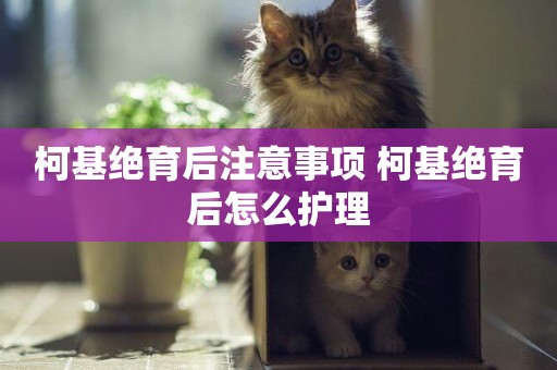 柯基絕育后注意事項 柯基絕育后怎么護理