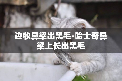 邊牧鼻梁出黑毛-哈士奇鼻梁上長出黑毛