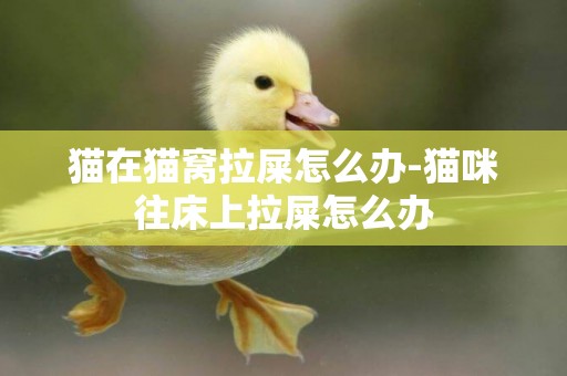 貓在貓窩拉屎怎么辦-貓咪往床上拉屎怎么辦