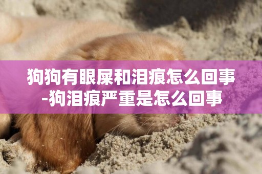 狗狗有眼屎和淚痕怎么回事-狗淚痕嚴重是怎么回事