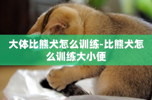大體比熊犬怎么訓練-比熊犬怎么訓練大小便