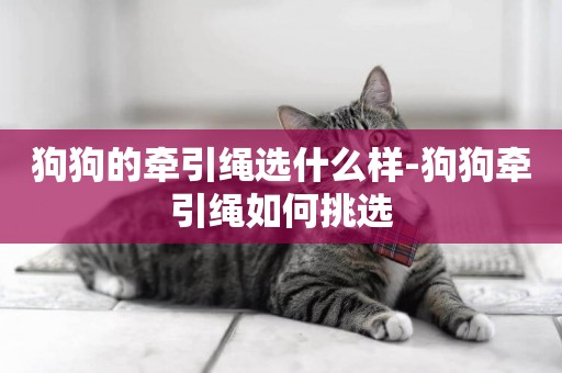 狗狗的牽引繩選什么樣-狗狗牽引繩如何挑選